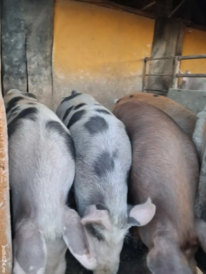 de vânzare 4 scrofițe 65 kg rasă duroc și petrean 