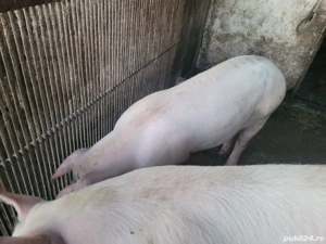 Vand porcii,Marele alb! - imagine 2