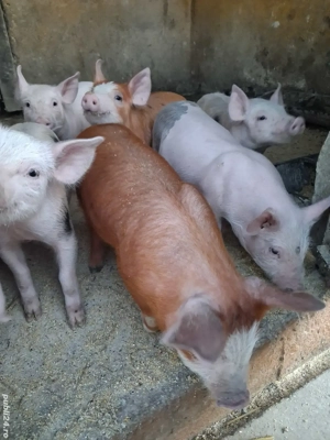 de vânzare 8 purcei de  6 săptămâni curățați și înțărcați 