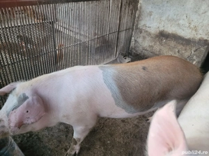 Vand porcii,Marele alb!