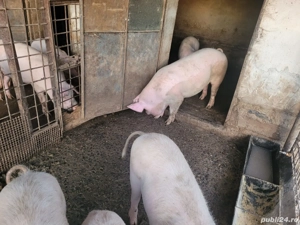 Vand porcii,Marele alb! - imagine 3