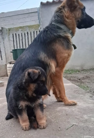 Pui ciobanesc german