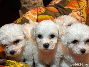 Pui Bichon Maltez de vânzare 5 disponibili!