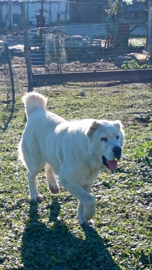 Vând câine Alabai Asia Centrală,3 ani, femelă. 