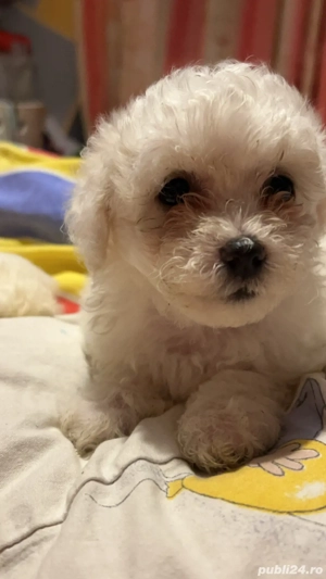 Pui Bichon Maltez de vânzare 2 disponibili! - imagine 2
