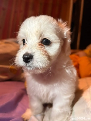 Pui Bichon Maltez de vânzare 2 disponibili! - imagine 3