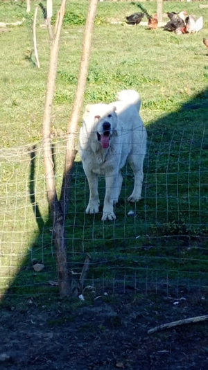 Vând câine Alabai Asia Centrală,3 ani, femelă.  - imagine 2