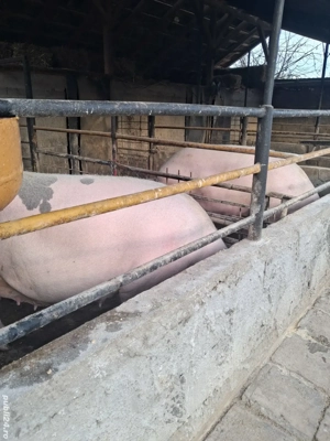 de vânzare două scroafe 270..250 kg ofer transport 