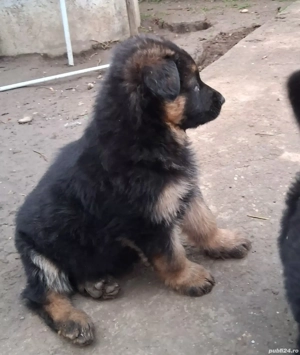 Pui,ciobanesc german