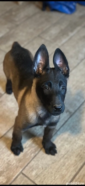 Ciobanesc belgian malinois. 