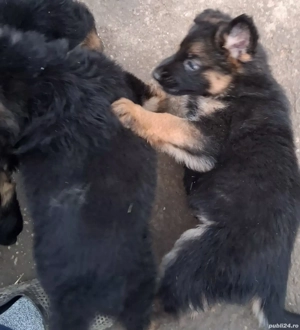 Pui,ciobănesc german