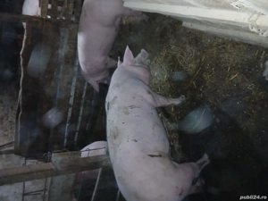 porci de vinzare 