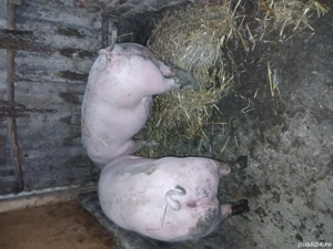 porci de vinzare  - imagine 3