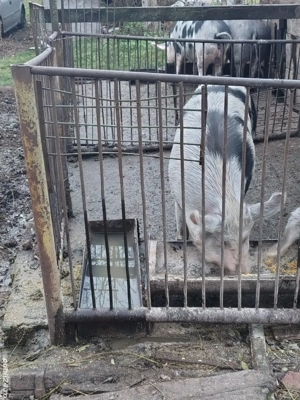 vand porc 130-150 kg