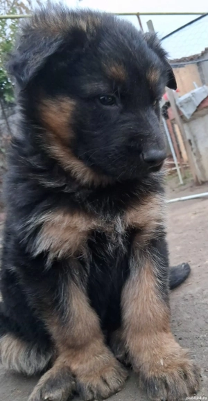 Pui,ciobanesc-german 