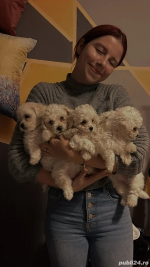 Pui Bichon Maltez de vânzare 2 disponibili! - imagine 5