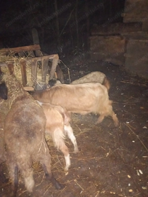 Schimb 3 capre pe oi sau pe mieluțe  da pe berbecuți de Anu asta - imagine 2