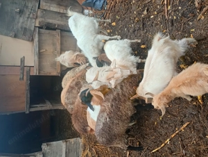 Schimb 3 capre pe oi sau pe mieluțe  da pe berbecuți de Anu asta