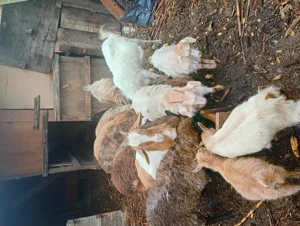 Schimb 3 capre pe oi sau pe mieluțe  da pe berbecuți de Anu asta - imagine 3