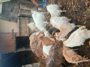 Schimb 3 capre pe oi sau pe mieluțe  da pe berbecuți de Anu asta - imagine 5