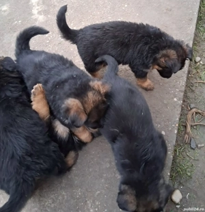 Pui ciobanesc german