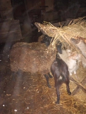 Schimb 3 capre pe oi sau pe mieluțe  da pe berbecuți de Anu asta - imagine 4