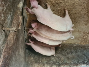 cauta gazda iubitoare 