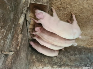 cauta gazda iubitoare  - imagine 2