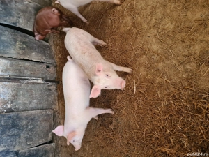 cauta gazda iubitoare  - imagine 4