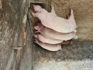 cauta gazda iubitoare  - imagine 3