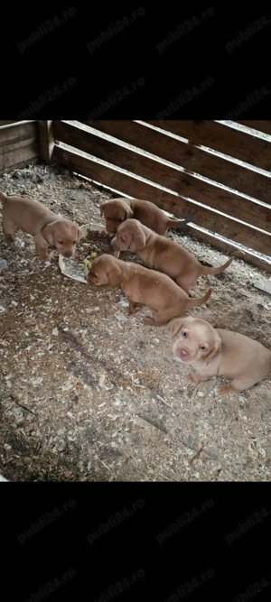 Catei tekel   - imagine 2