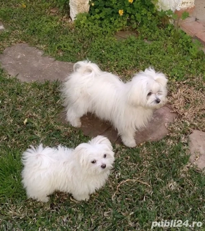 pui bichon maltese mini toy tasa pura - imagine 2