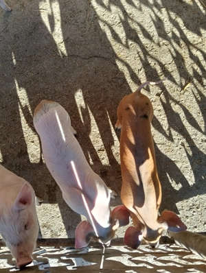 Vând purcei Leordeni Arges  - imagine 6