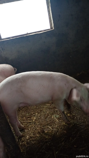 Porci de vânzare  - imagine 2