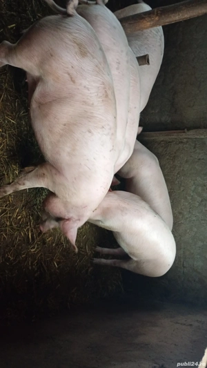 Porci de vânzare  - imagine 4