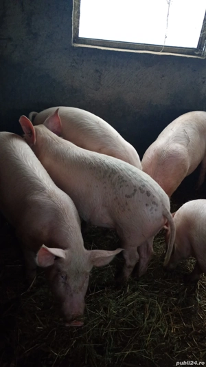 Porci de vânzare  - imagine 3