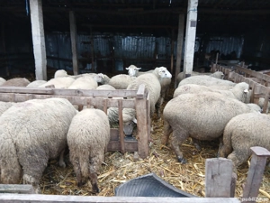 Oi de vânzare la prima fătare - imagine 2