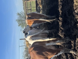 Vând vaci bălțate și holstain