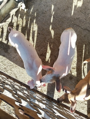 Vând purcei Leordeni Arges  - imagine 9