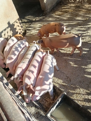 Vând purcei Leordeni Arges  - imagine 5