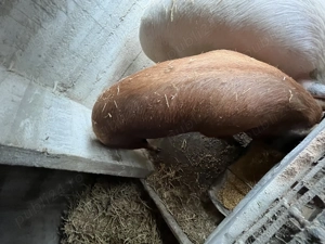 Vând purcea de Crăciun  - imagine 2