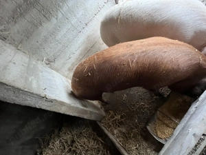 Vând purcea de Crăciun 