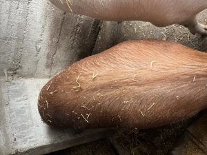 Vând purcea de Crăciun  - imagine 3