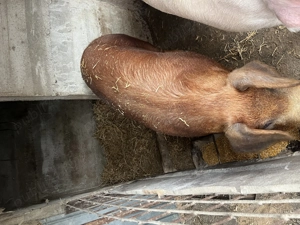 Vând purcea de Crăciun  - imagine 5