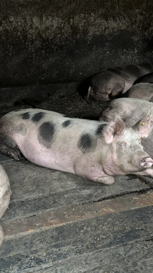 Porci de vânzare  - imagine 4