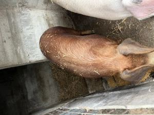 Vând purcea de Crăciun  - imagine 4