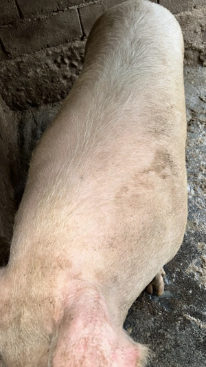 Porci de vânzare  - imagine 2