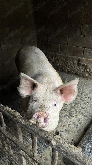 Porci de vânzare  - imagine 3