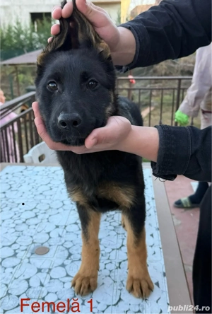 Vand pui de ciobanesc german cu Pedigree - imagine 4