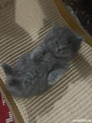 doi pui british disponibili  - imagine 2